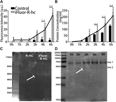 Frontiers In Vivo Visualization Of Collagen Transdermal Absorption By